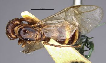 Media type: image;   Entomology 21529 Aspect: habitus dorsal view